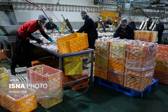 عکس تزئینی است قطعهبندی مرغ در مغازهها از نظر بهداشتی ممنوع است