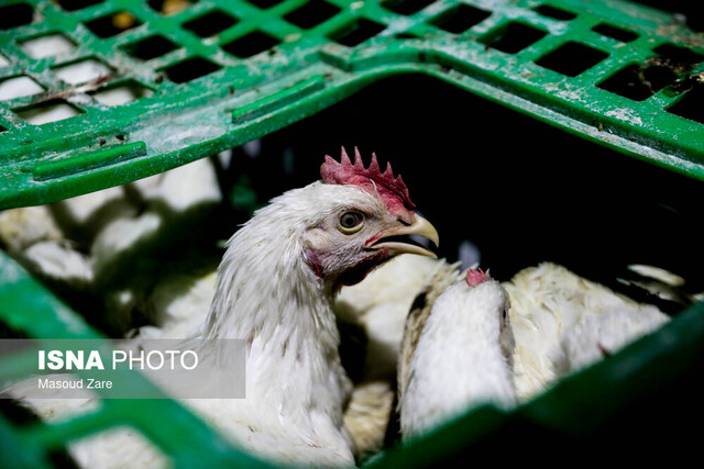 عکس تزئینی و آرشیوی است فاصله ۱۰ ساله پروژه محرمانه مرغ «آرین» تا رسیدن به بازار