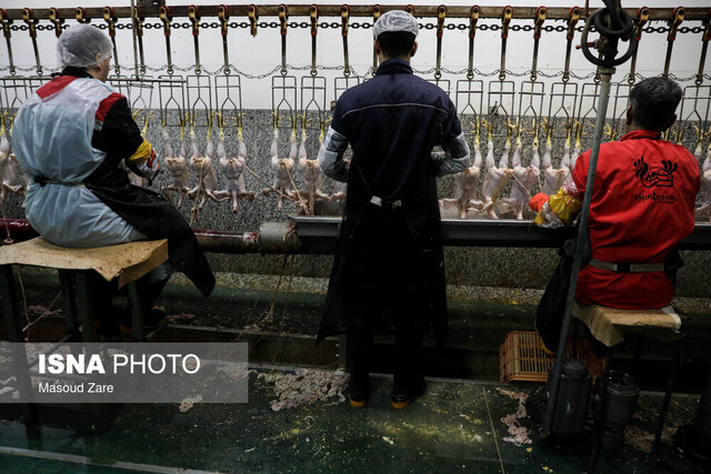 مدیرکل دامپزشکی استان: ظرفیت کشتار روزانه همدان به حدود ۱۴هزار رأس دام رسیده است