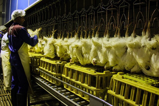 ویدیو/ یزد از استانهای برتر در تولیدات طیور ویدیو/ یزد از استانهای برتر در تولیدات طیور