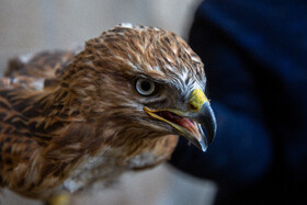 بازپروری و رهاسازی پرندگان شکاری و بومی در زیستگاه‌های طبیعی تهران