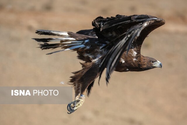 عکس تزئینی است صیاد متخلف در قم به حبس و جریمه نقدی محکوم شد