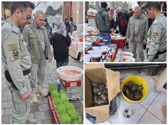 برخورد با خرید و فروش غیر مجاز گونههای جانوری در تهران برخورد با خرید و فروش غیر مجاز گونههای جانوری در تهران