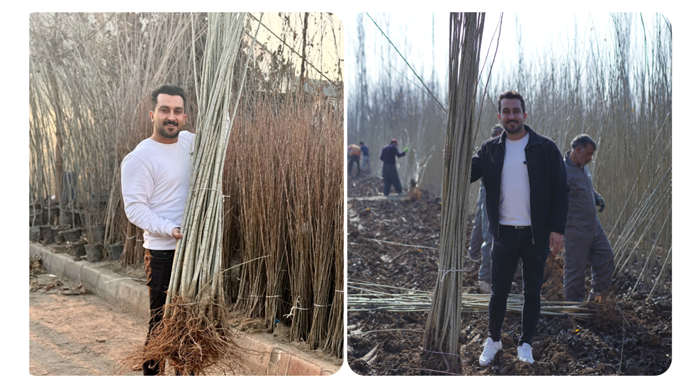 درآمد 40 میلیاردی از یک هکتار باغ صنوبر نیگرا ترک