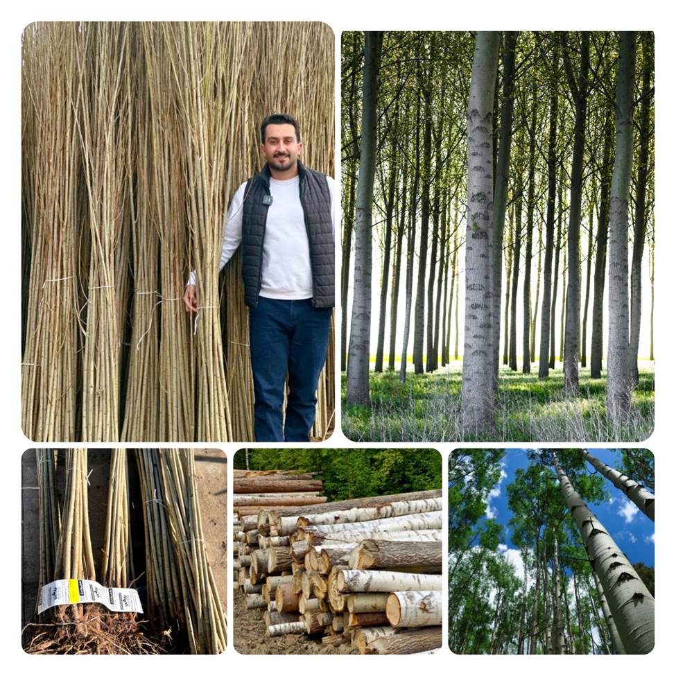 درآمد 40 میلیاردی از یک هکتار باغ صنوبر نیگرا ترک