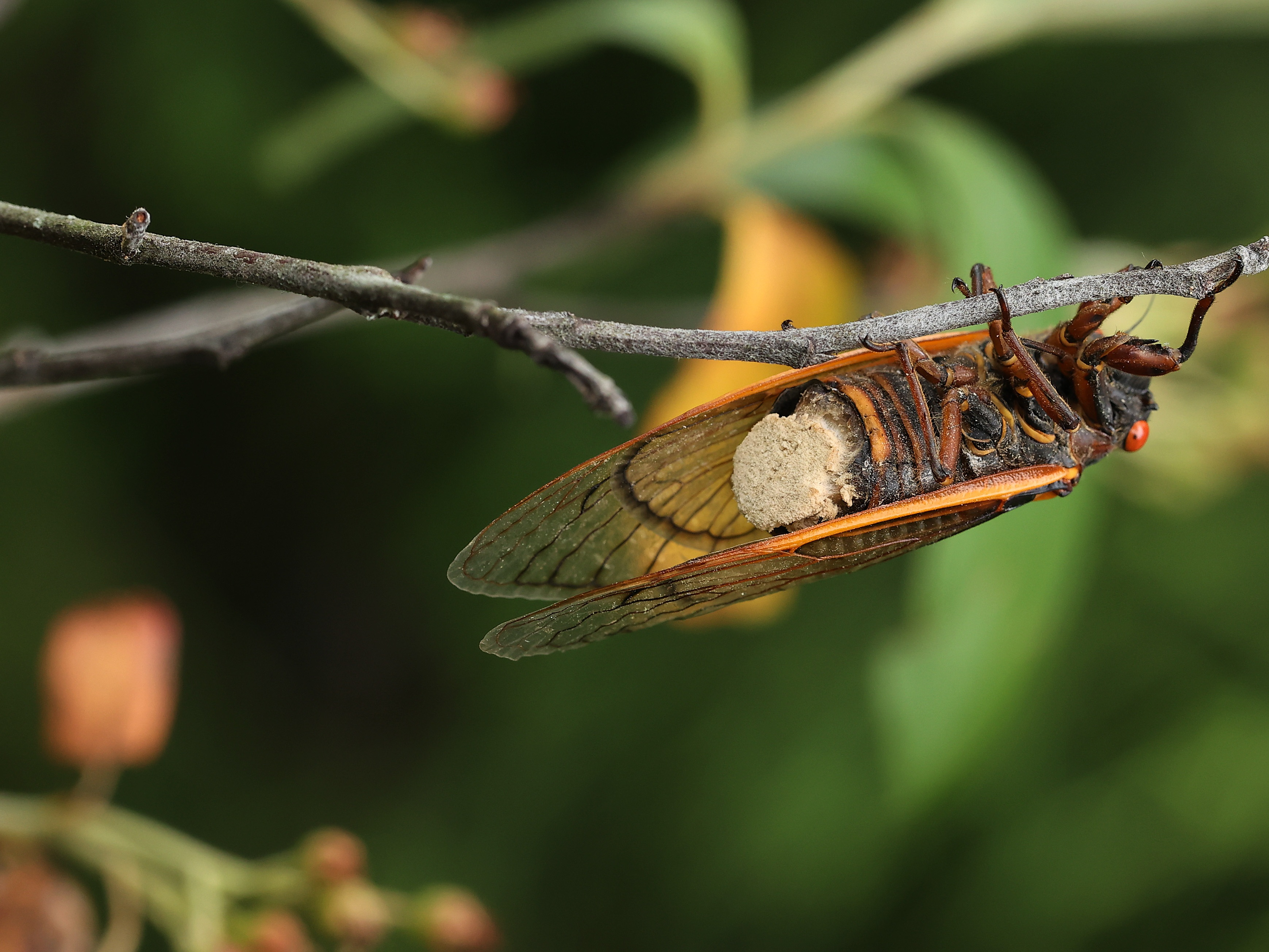 با زامبیهای دنیای واقعی آشنا شوید!
