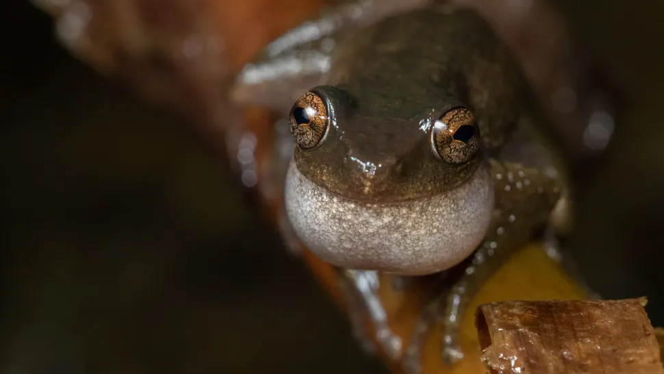 با زامبیهای دنیای واقعی آشنا شوید!