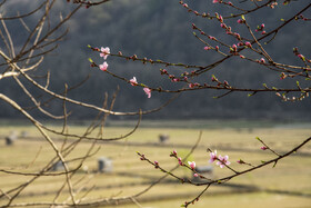 شکوفه های بهاری-مازندران