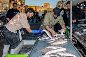 در آستانه بهار؛ بازار ماهی فروشان - مشهد