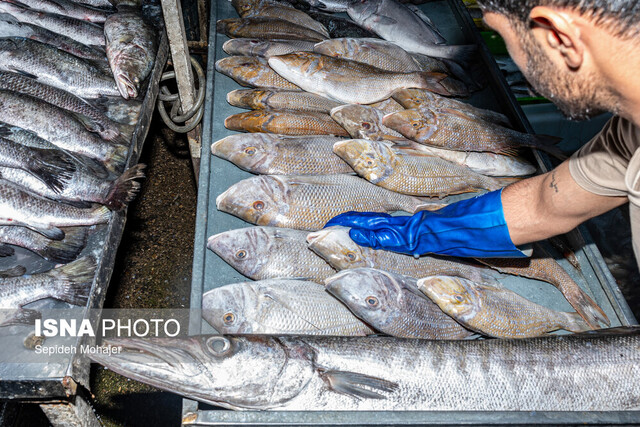 ماهی گزینهای که نباید از سبد غذایی حذف شود
