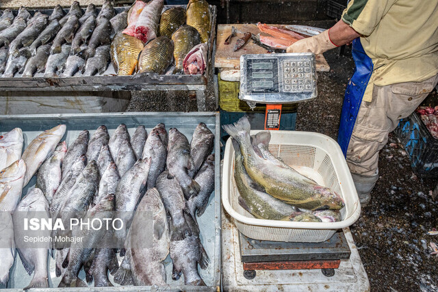 ماهی گزینهای که نباید از سبد غذایی حذف شود