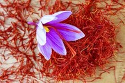  بورس زعفران فاروج در آستانه بهره‌برداری