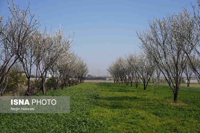 احتمال سرمازدگی باغات چهارمحال و بختیاری طی روزهای آتی