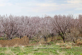 رویش شکوفههای بهاری در قم