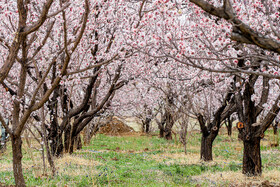 رویش شکوفههای بهاری در قم