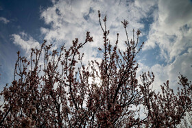 رویش شکوفههای بهاری در قم