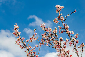 رویش شکوفههای بهاری در قم