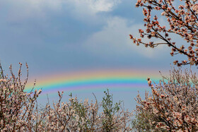 رویش شکوفههای بهاری در قم