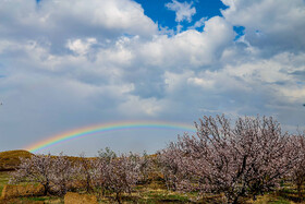 رویش شکوفههای بهاری در قم