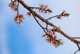 رویش شکوفههای بهاری در قم