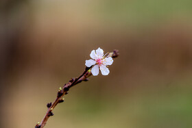 رویش شکوفههای بهاری در قم