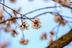 رویش شکوفههای بهاری در قم