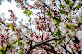 رویش شکوفههای بهاری در قم