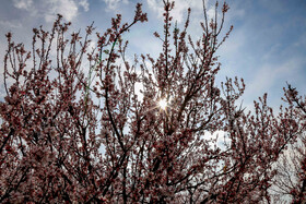 رویش شکوفههای بهاری در قم