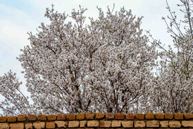 رویش شکوفههای بهاری در قم