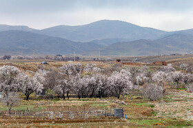 رویش شکوفههای بهاری در قم
