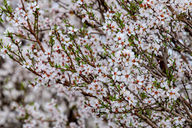 رویش شکوفههای بهاری در قم