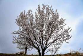 رویش شکوفههای بهاری در قم