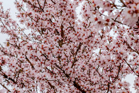 رویش شکوفههای بهاری در قم