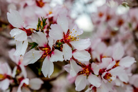 رویش شکوفههای بهاری در قم