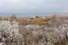 رویش شکوفههای بهاری در قم