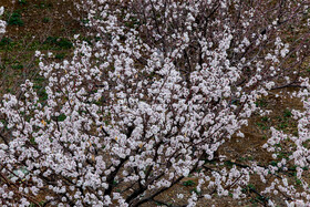 رویش شکوفههای بهاری در قم