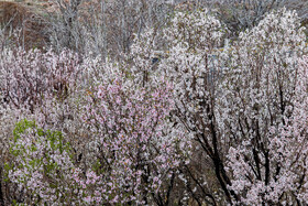 رویش شکوفههای بهاری در قم