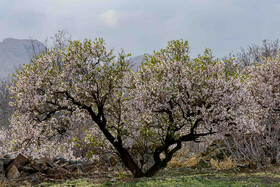 رویش شکوفههای بهاری در قم