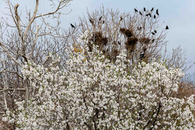 رویش شکوفههای بهاری در قم