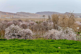 رویش شکوفههای بهاری در قم