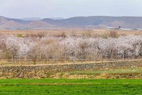 رویش شکوفههای بهاری در قم