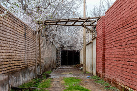 رویش شکوفههای بهاری در قم