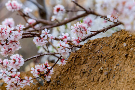 رویش شکوفههای بهاری در قم