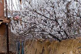 رویش شکوفههای بهاری در قم