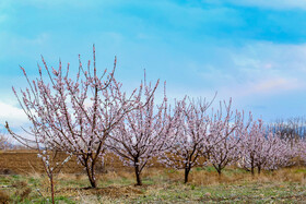 رویش شکوفههای بهاری در قم