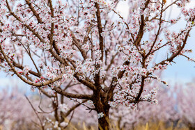 رویش شکوفههای بهاری در قم