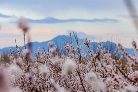 رویش شکوفههای بهاری در قم