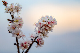 رویش شکوفههای بهاری در قم