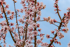 رویش شکوفههای بهاری در قم