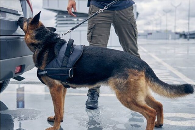 آموزش سگهای کارآگاه برای بو کشیدن باکتریها آموزش سگهای کارآگاه برای بو کشیدن باکتریها